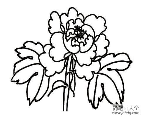 牡丹花简笔画素材 牡丹花图片简笔画