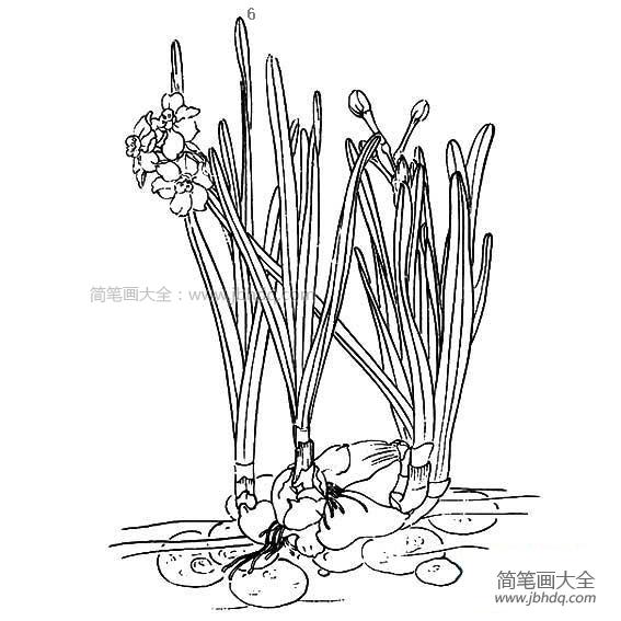 儿童水仙花简笔画图片