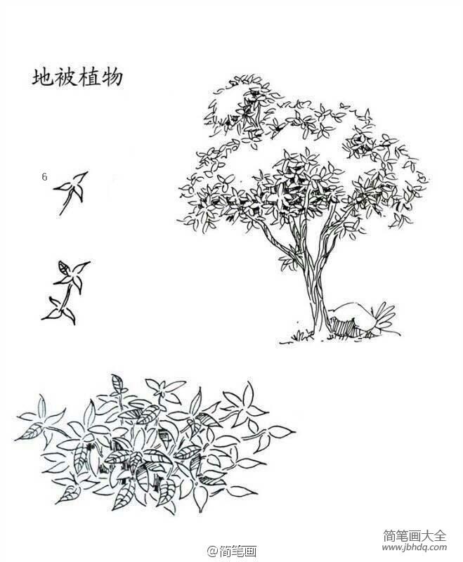 地被植物简笔画画法