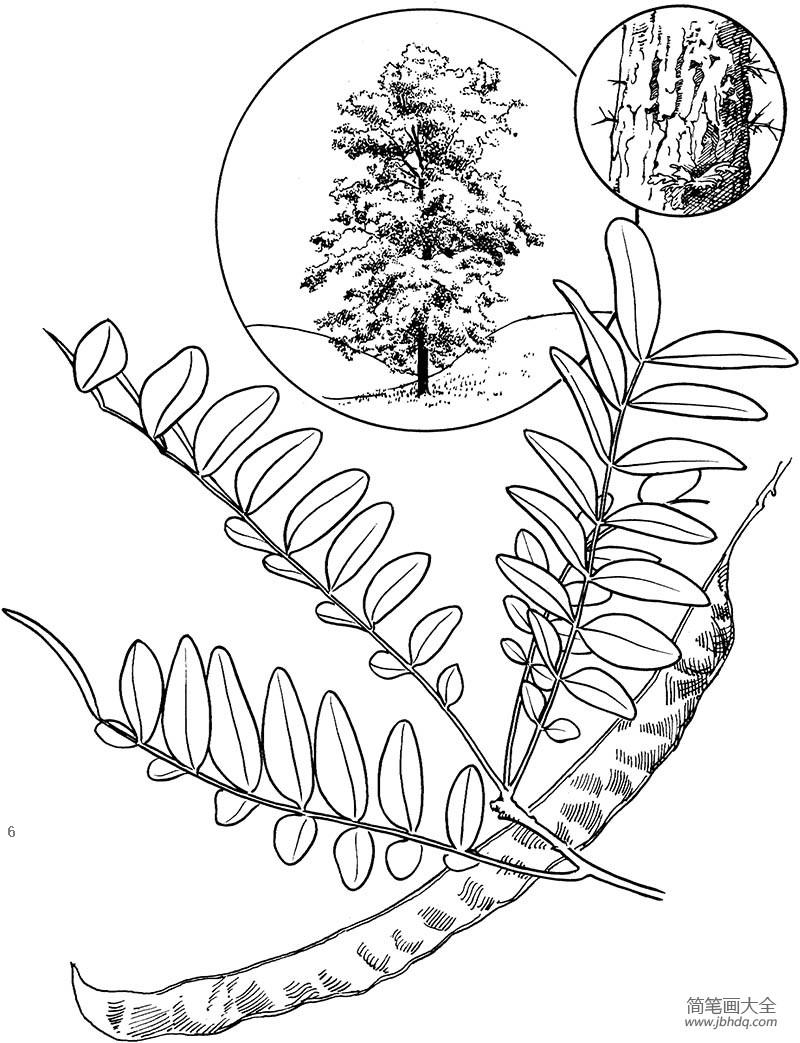 槐树树叶简笔画图片