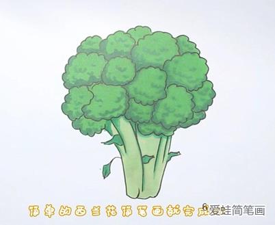 西蓝花简笔画带颜色