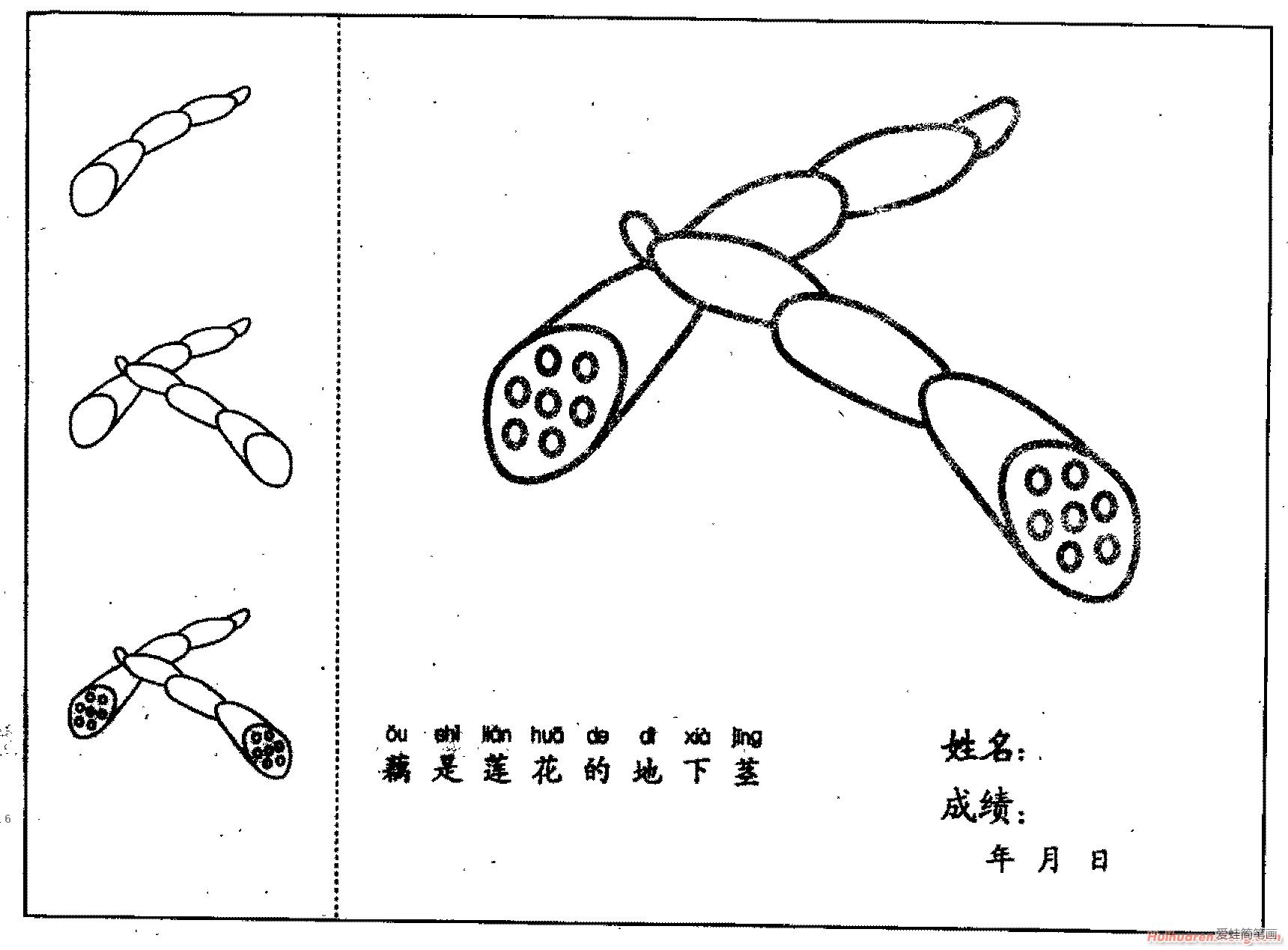 藕简笔画