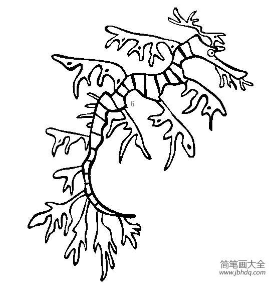 海洋生物图片 叶海龙简笔画图片