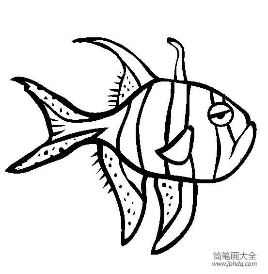 海洋生物图片 泗水玫瑰鱼简笔画图片