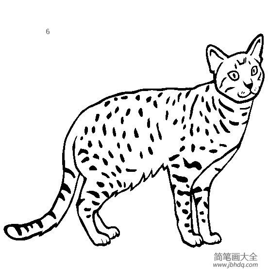 猫咪图片 简笔画奥西猫