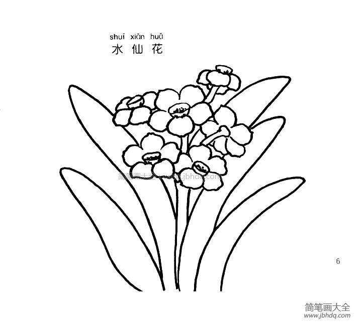 水仙花简笔画