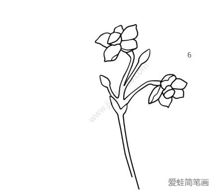 美丽的水仙花简笔画