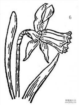 花朵简笔画图片 水仙简笔画
