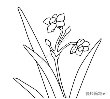 美丽的水仙花简笔画