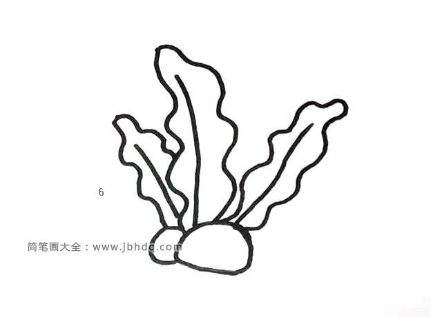 6张海洋植物简笔画图片