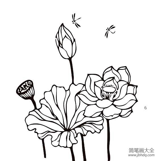 关于荷花荷叶蜻蜓简笔画