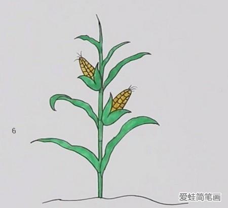 一颗玉米简笔画