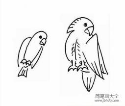 鹦鹉的简笔画大全